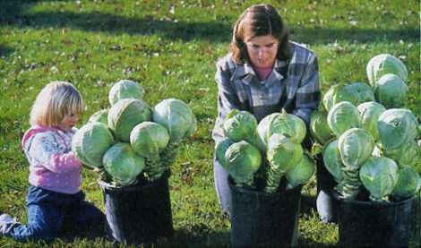 How to Store Fresh Vegetables Image